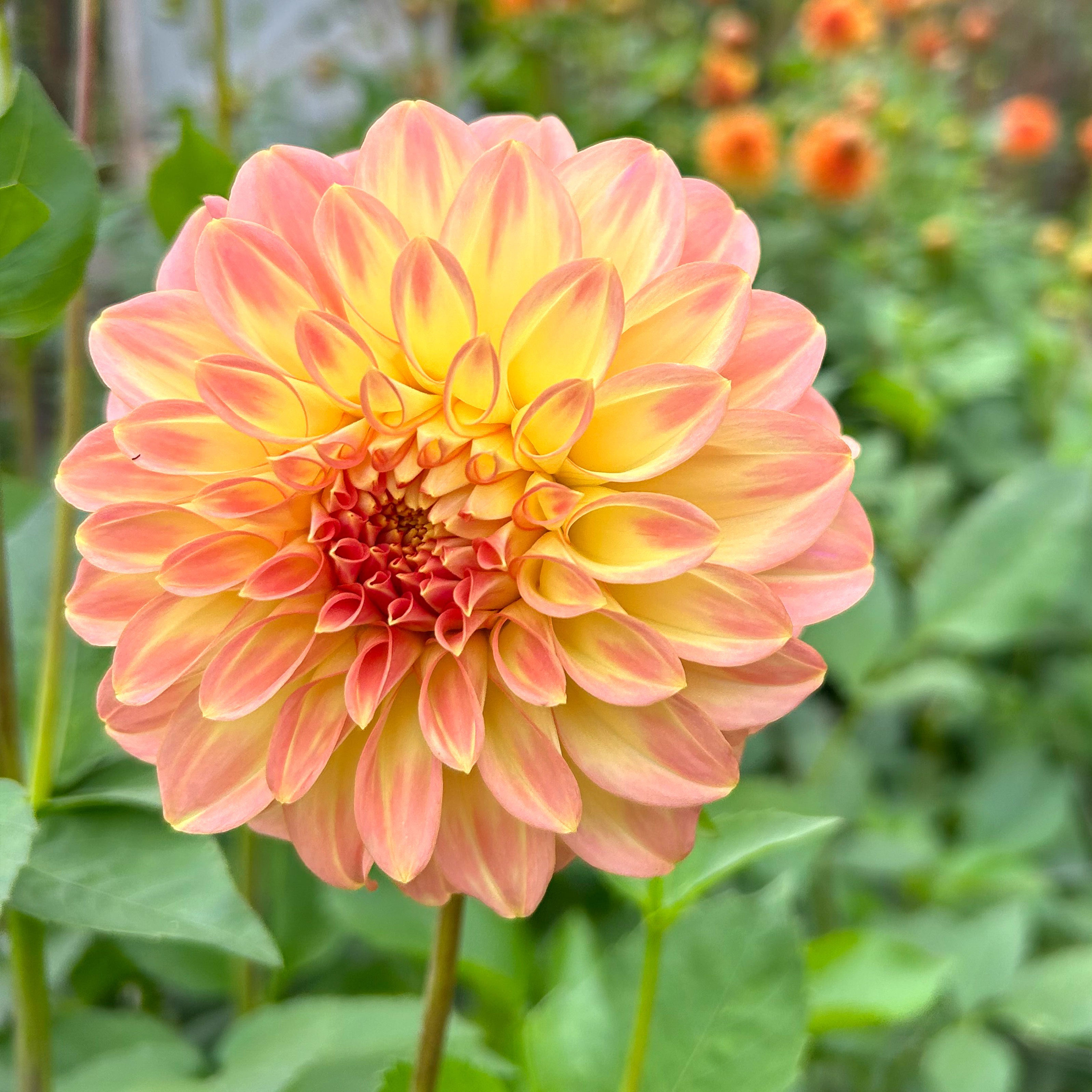 Dahlia Bracken Glenda tuber