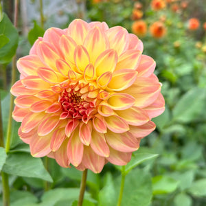 Dahlia Bracken Glenda tuber