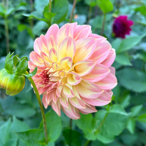 Dahlia Bracken Glenda tuber