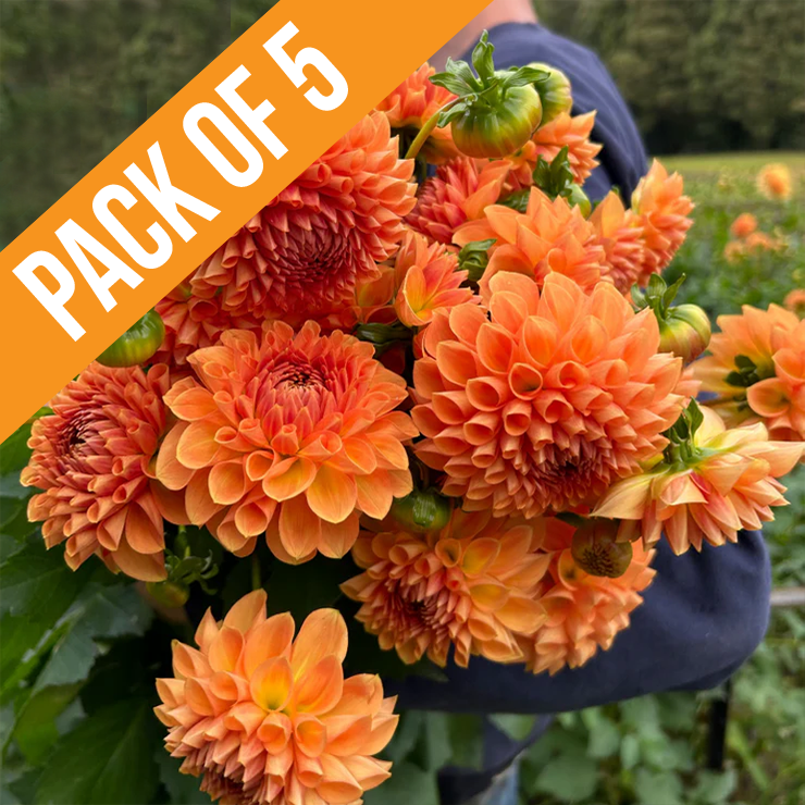 Bundle & Save - Pack of 5 Dahlia Winkie Kestrel tuber