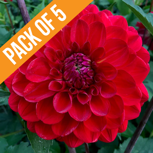 Bundle & Save Pack of 5 Dahlia Roscastle Bushfire tuber