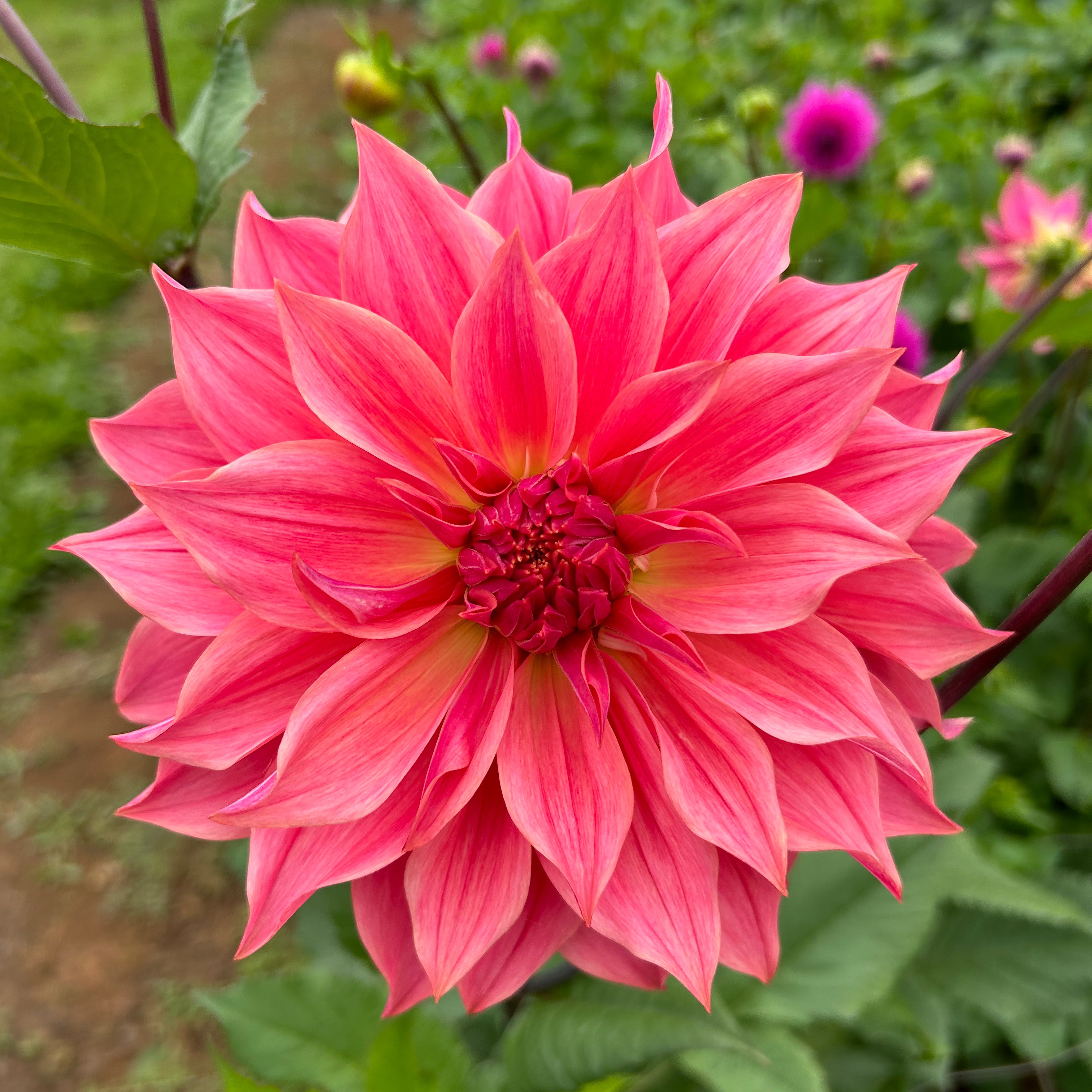 Dahlia Carlos Watermelon tuber