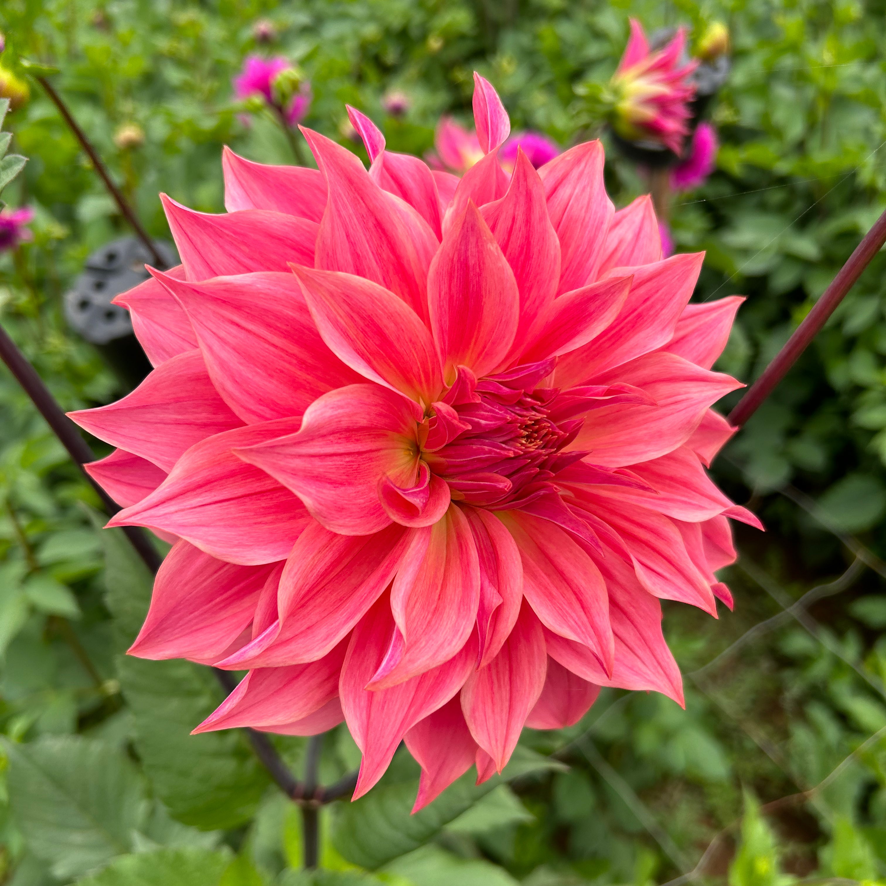 Dahlia Carlos Watermelon tuber