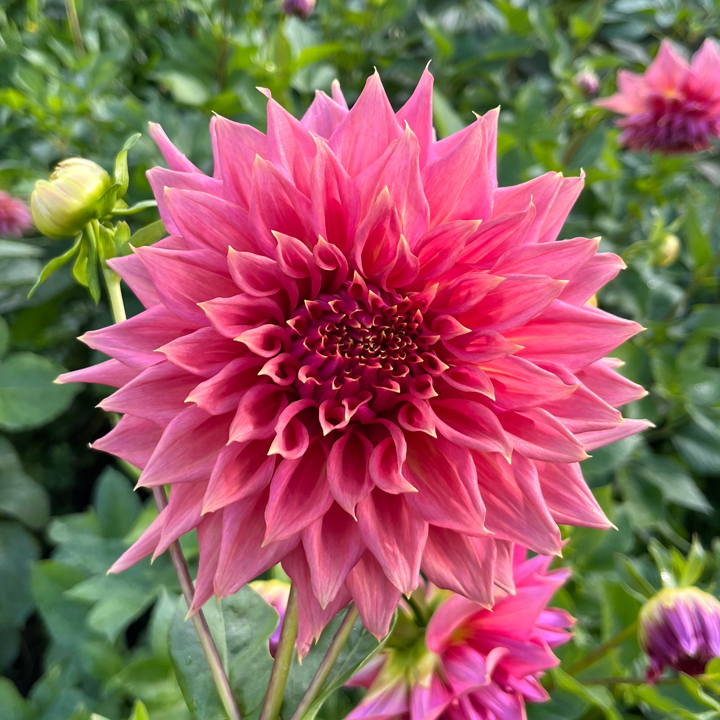 Dahlia Glenmark Kim tuber