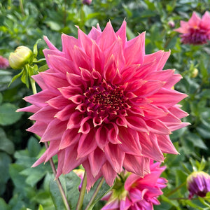 Dahlia Glenmark Kim tuber