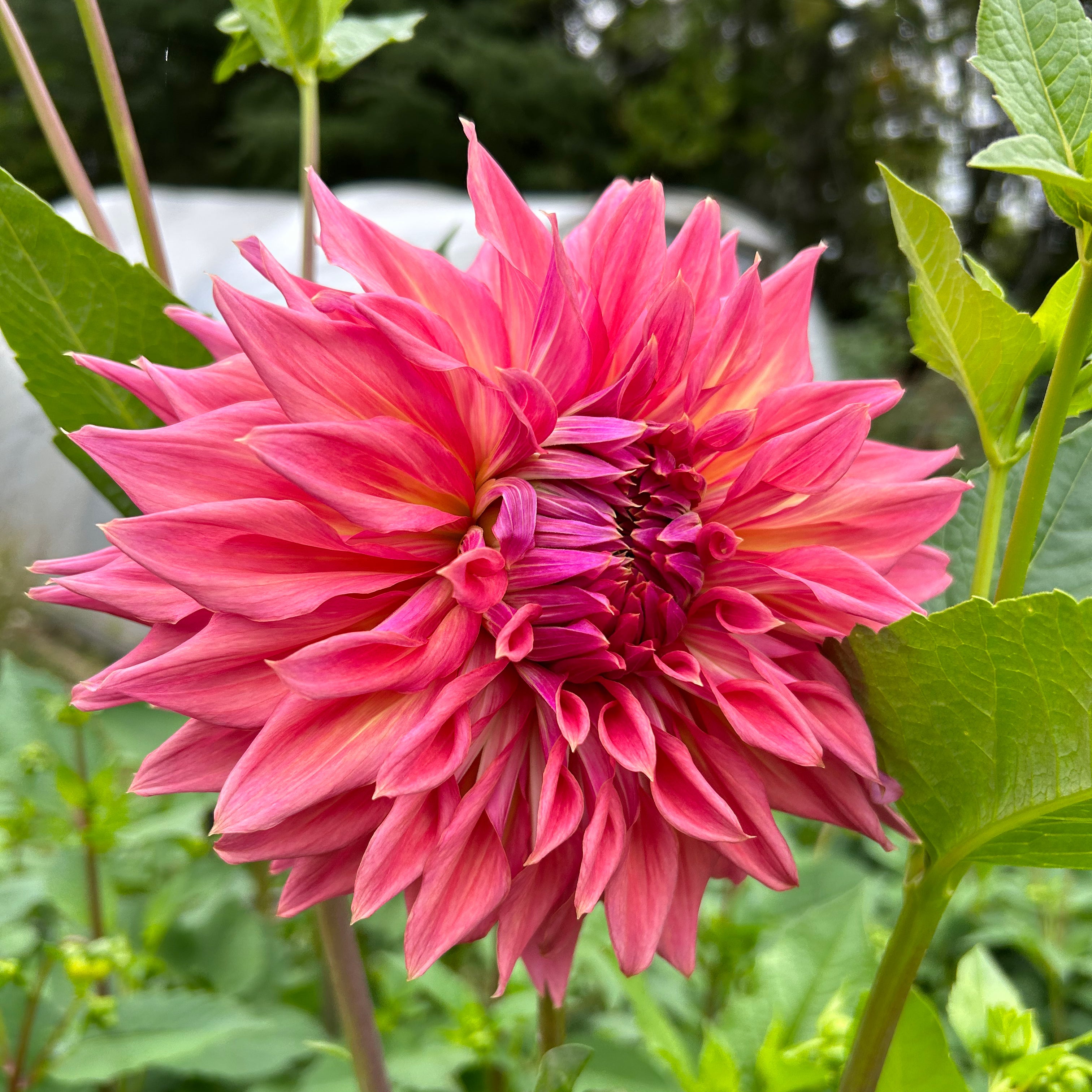 Dahlia Glenmark Kim tuber