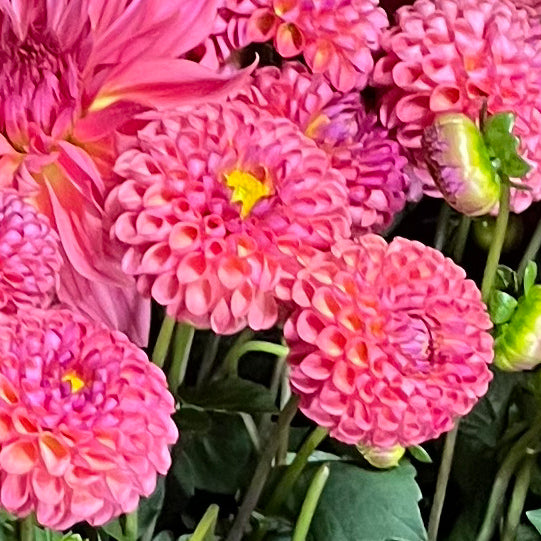 Dahlia Little Peaches tuber