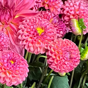 Dahlia Little Peaches tuber