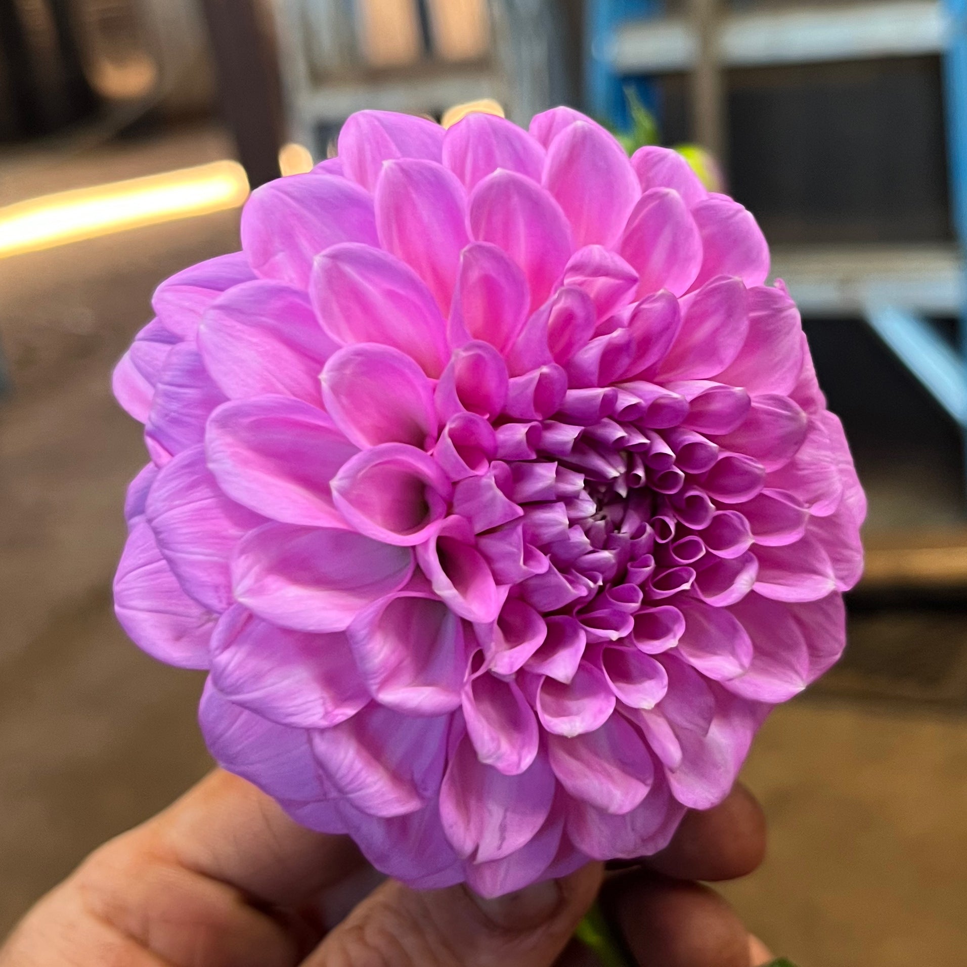 Dahlia Marshmallow tuber