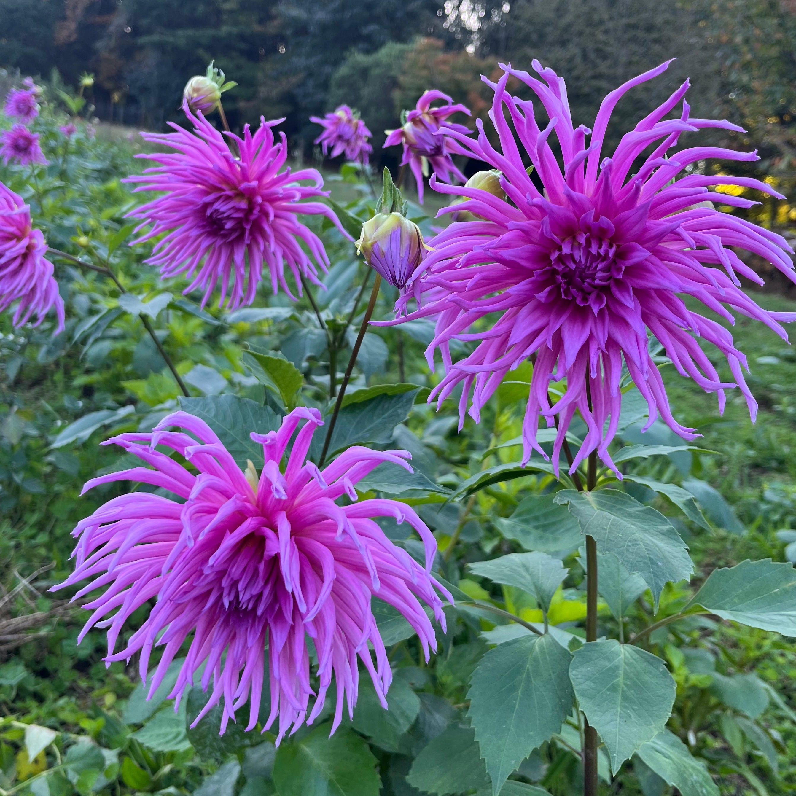 Dahlia Mauve Cricket tuber