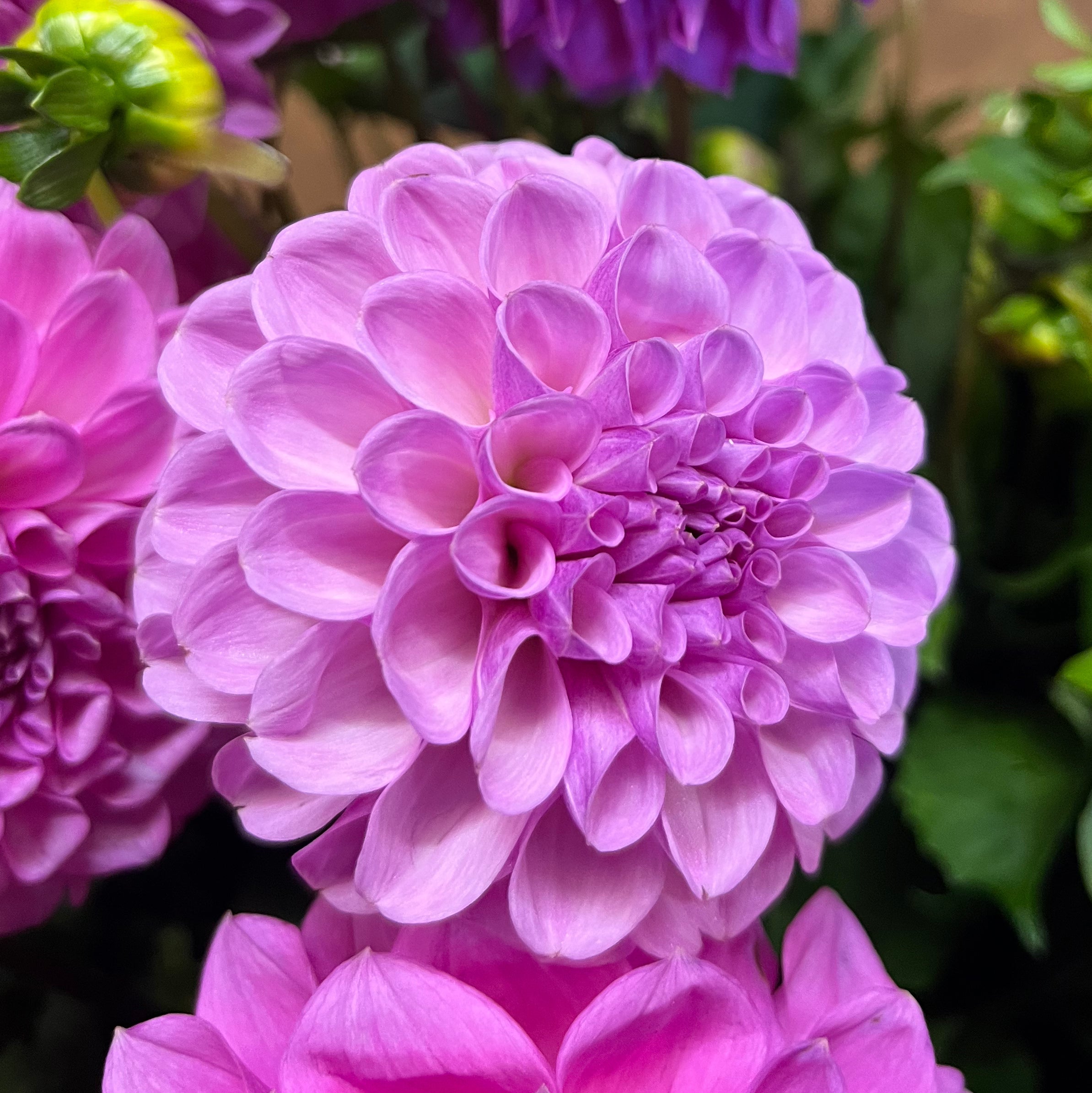 Dahlia Shirley Yoeman