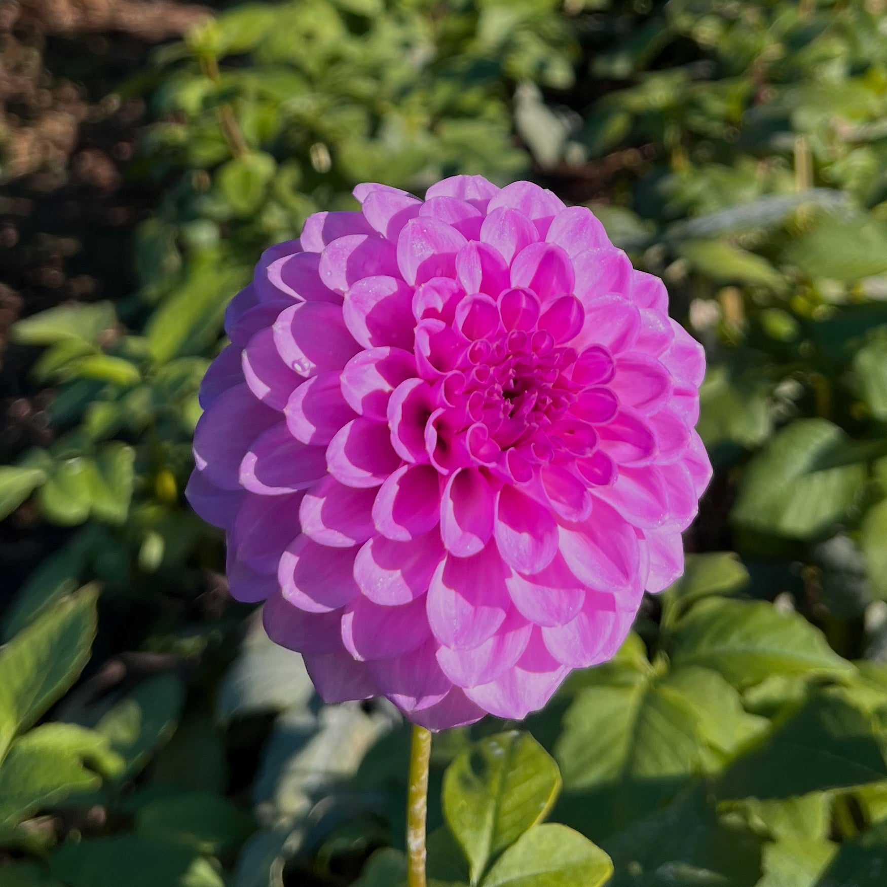 Dahlia Glenmarc Connie tuber