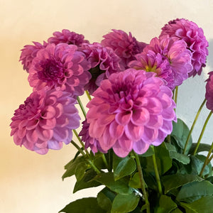 Dahlia Glenmarc Connie tuber