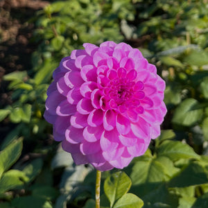 Dahlia Glenmarc Connie tuber