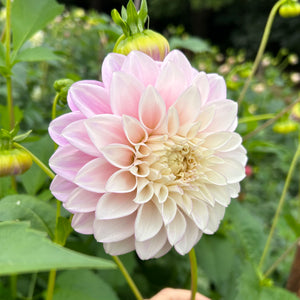 Dahlia Devon Seattle tuber