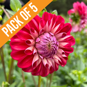 Bundle & Save Dahlia Formby Atom tuber