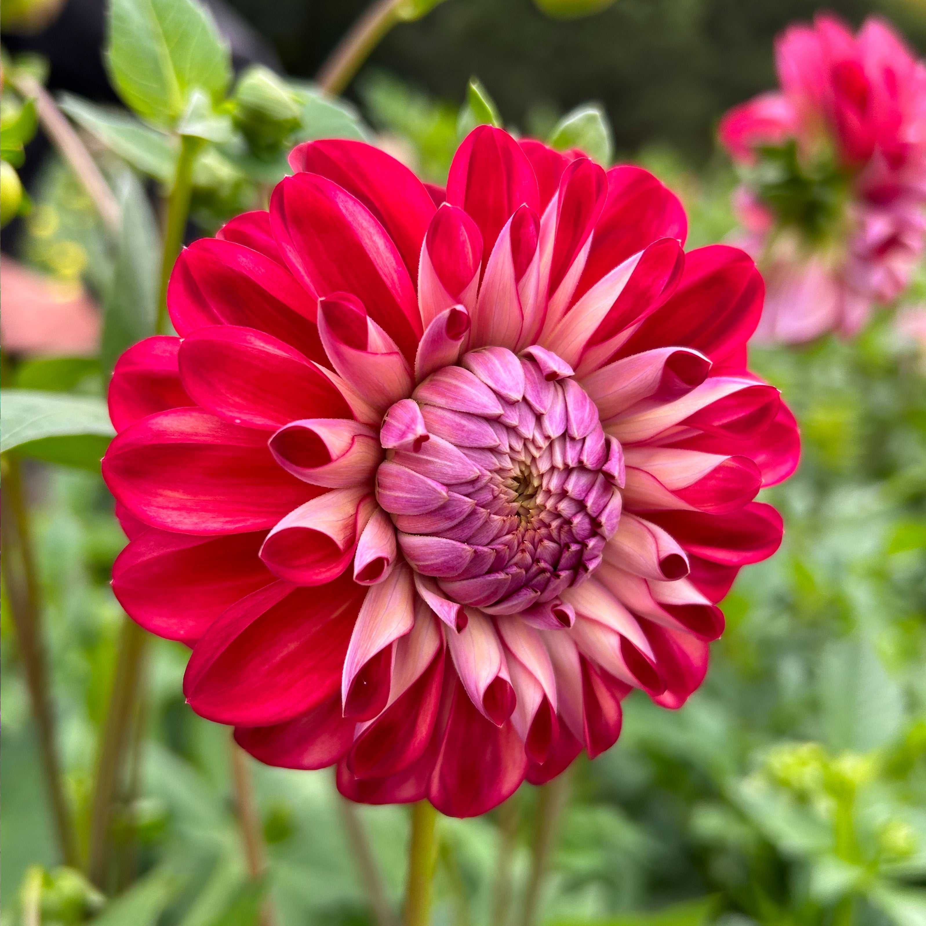 Dahlia Formby Atom tuber