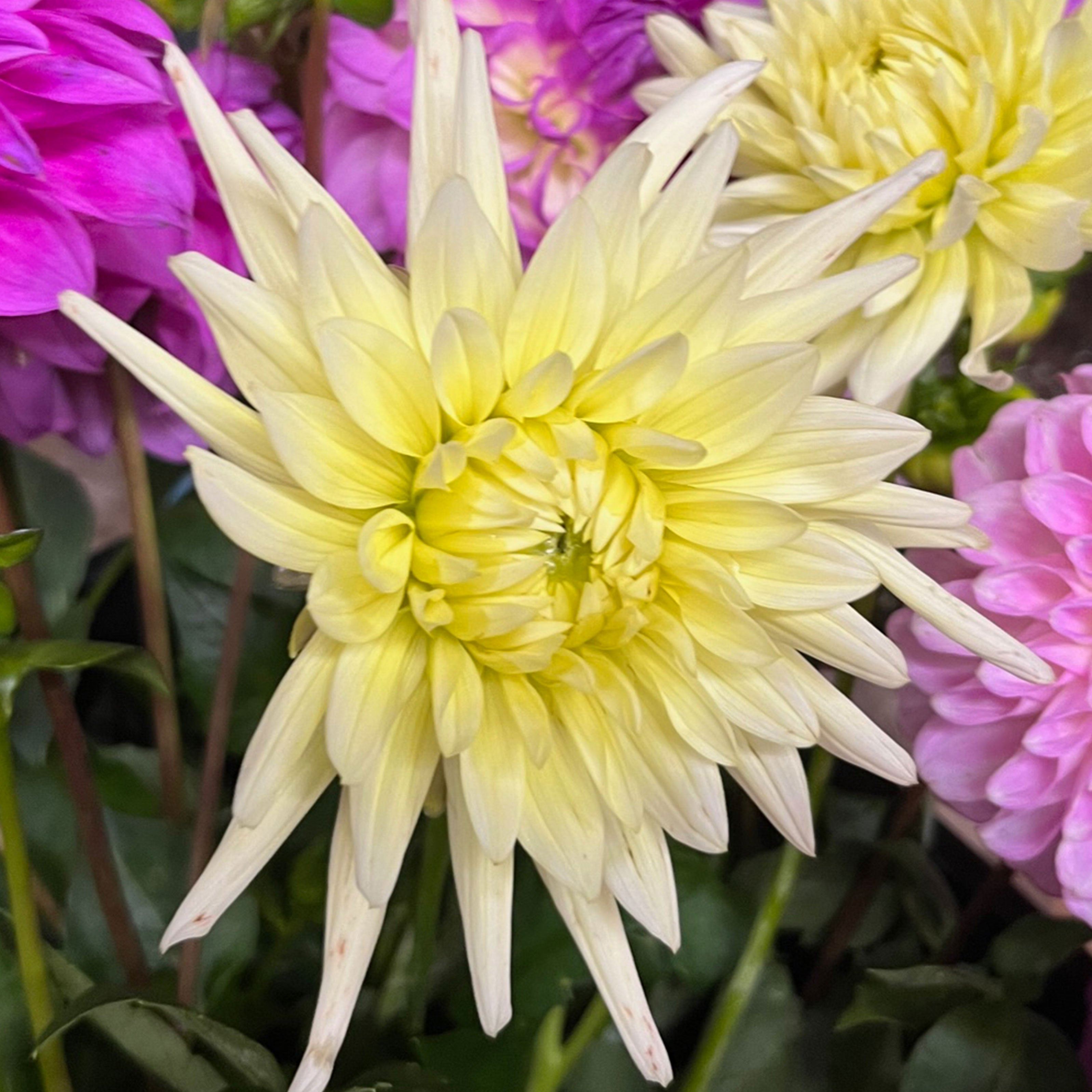Dahlia Gleam tuber