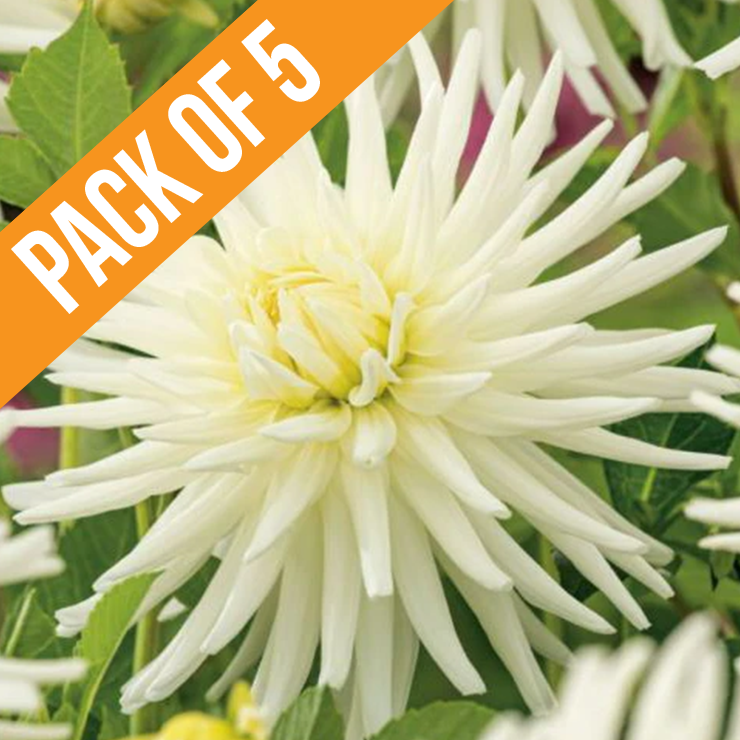 Bundle & Save Pack of 5 Dahlia Gleam tubers