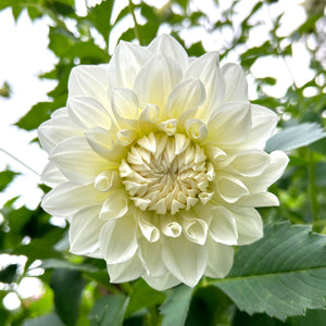 Dahlia Goddess tuber