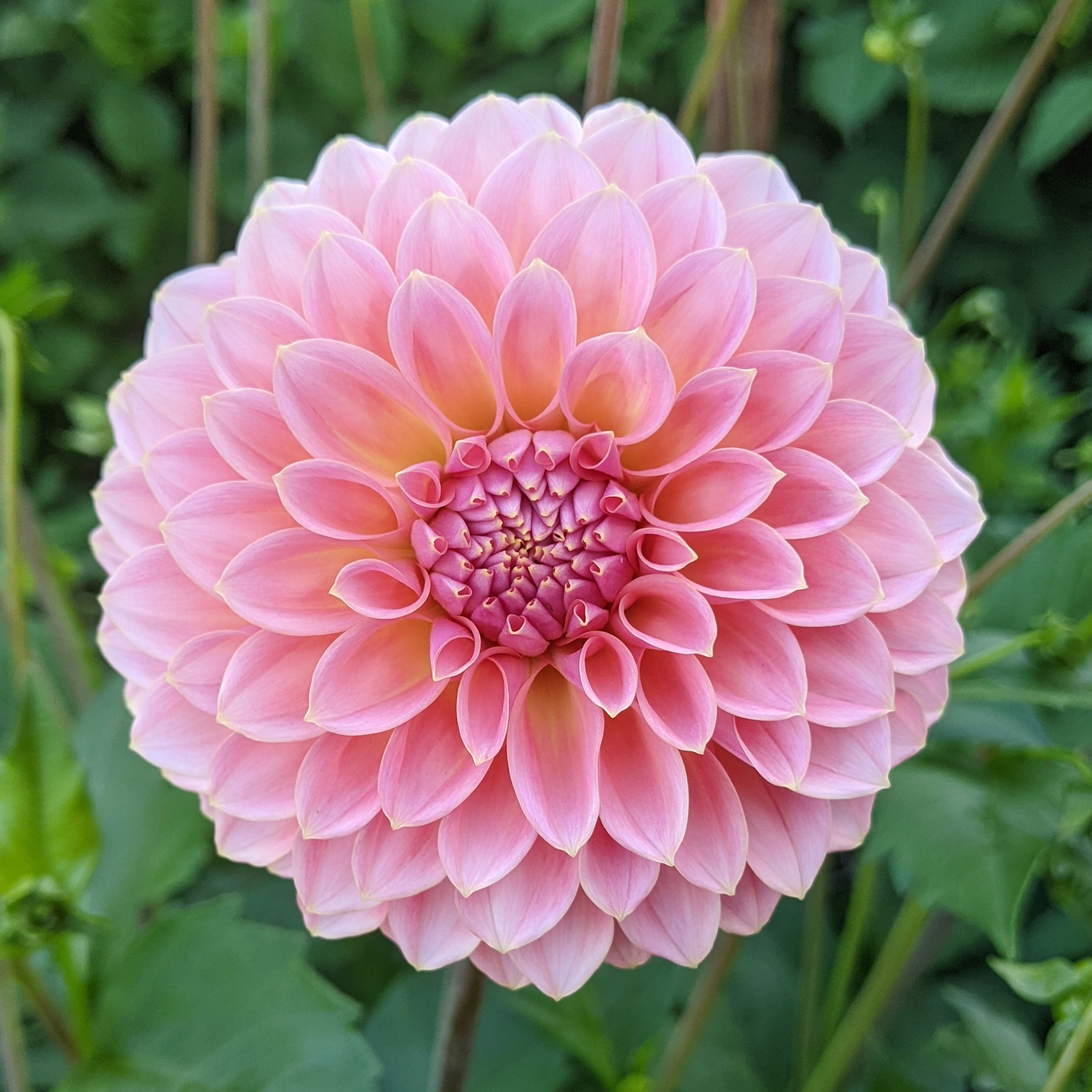 Dahlia Hillier Tanunda tuber