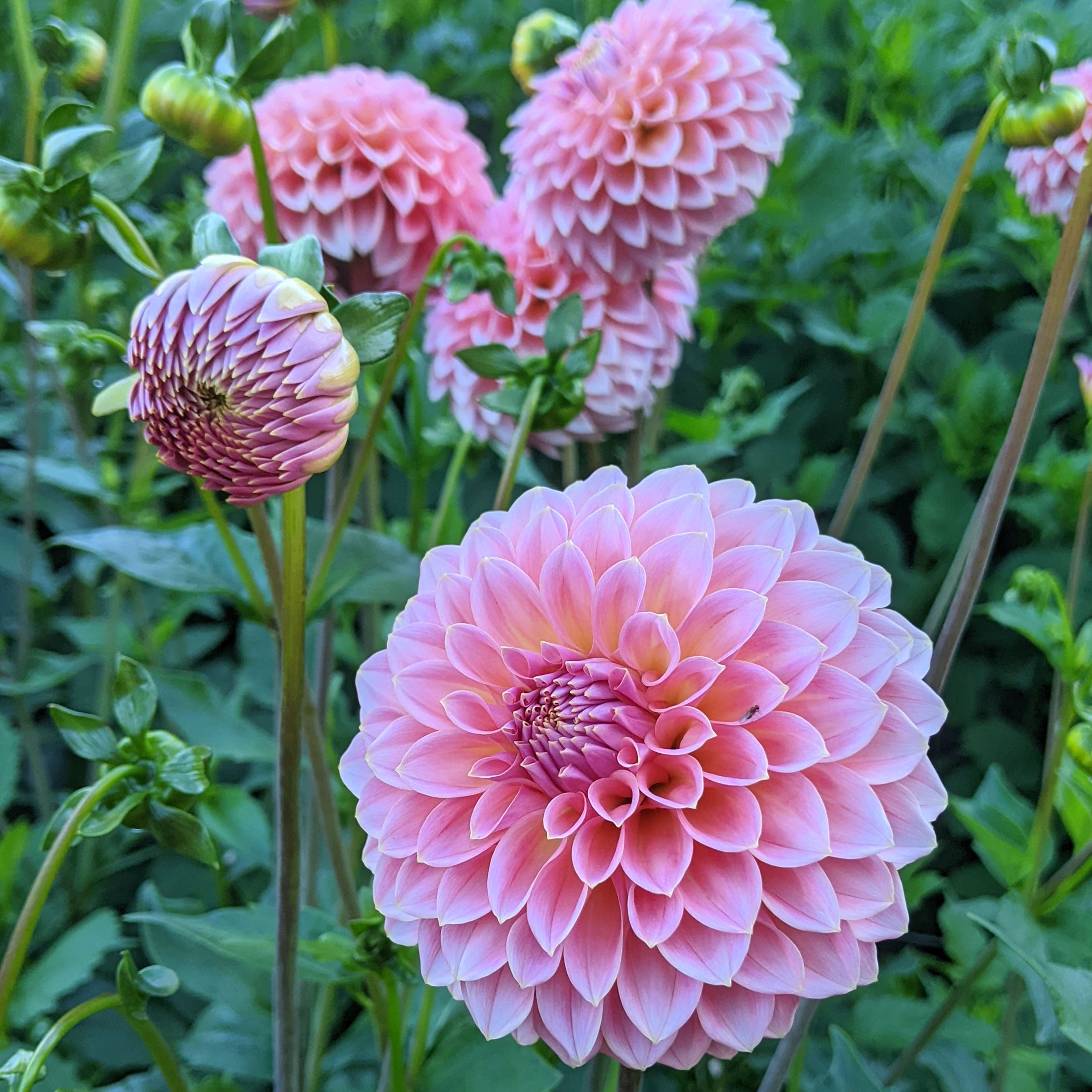 Dahlia Hillier Tanunda tuber