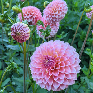 Dahlia Hillier Tanunda tuber