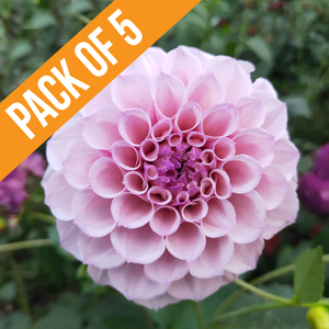 Bundle & Save - Pack of 5 Jeff Bloom