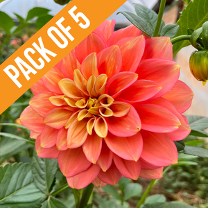 Bundle & Save Pack of 5 Dahlia Kallista's Mystery tuber