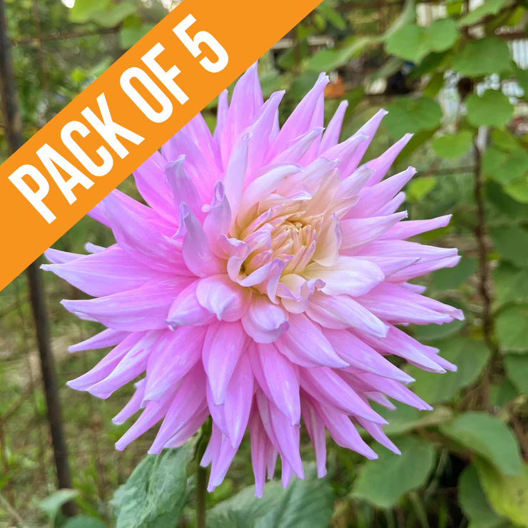 Bundle & Save Pack of 5 Dahlia Mariner Tuber