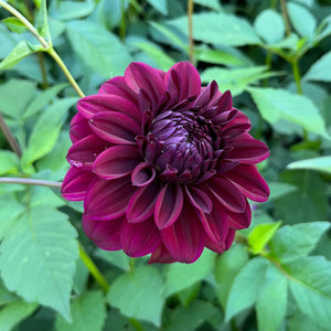 Dahlia Nugget tuber