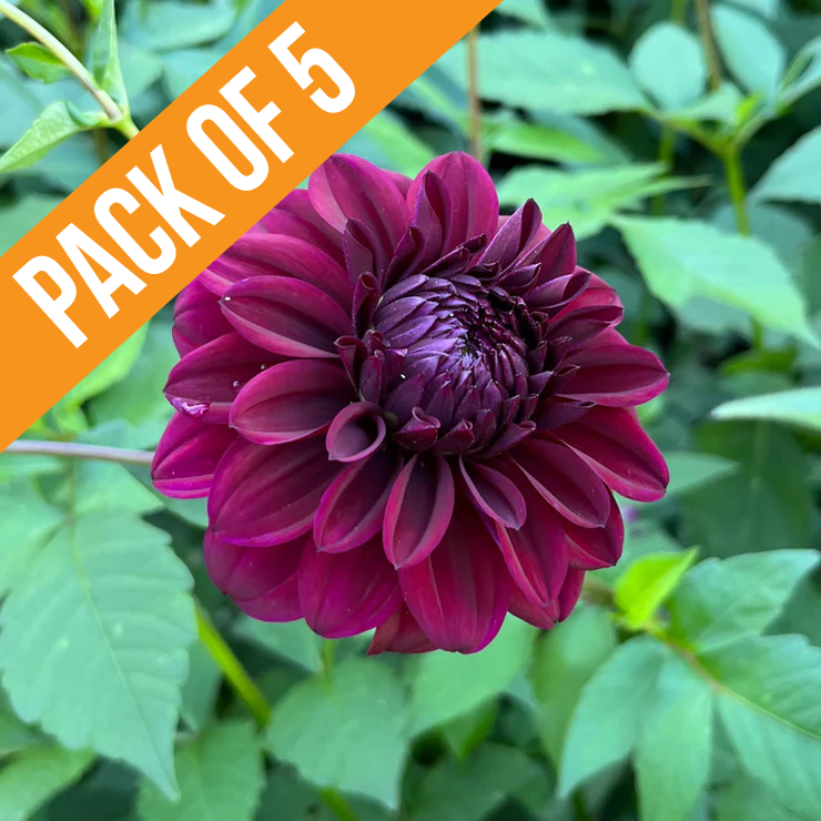 Bundle & Save Pack of 5 Dahlia Nugget tuber
