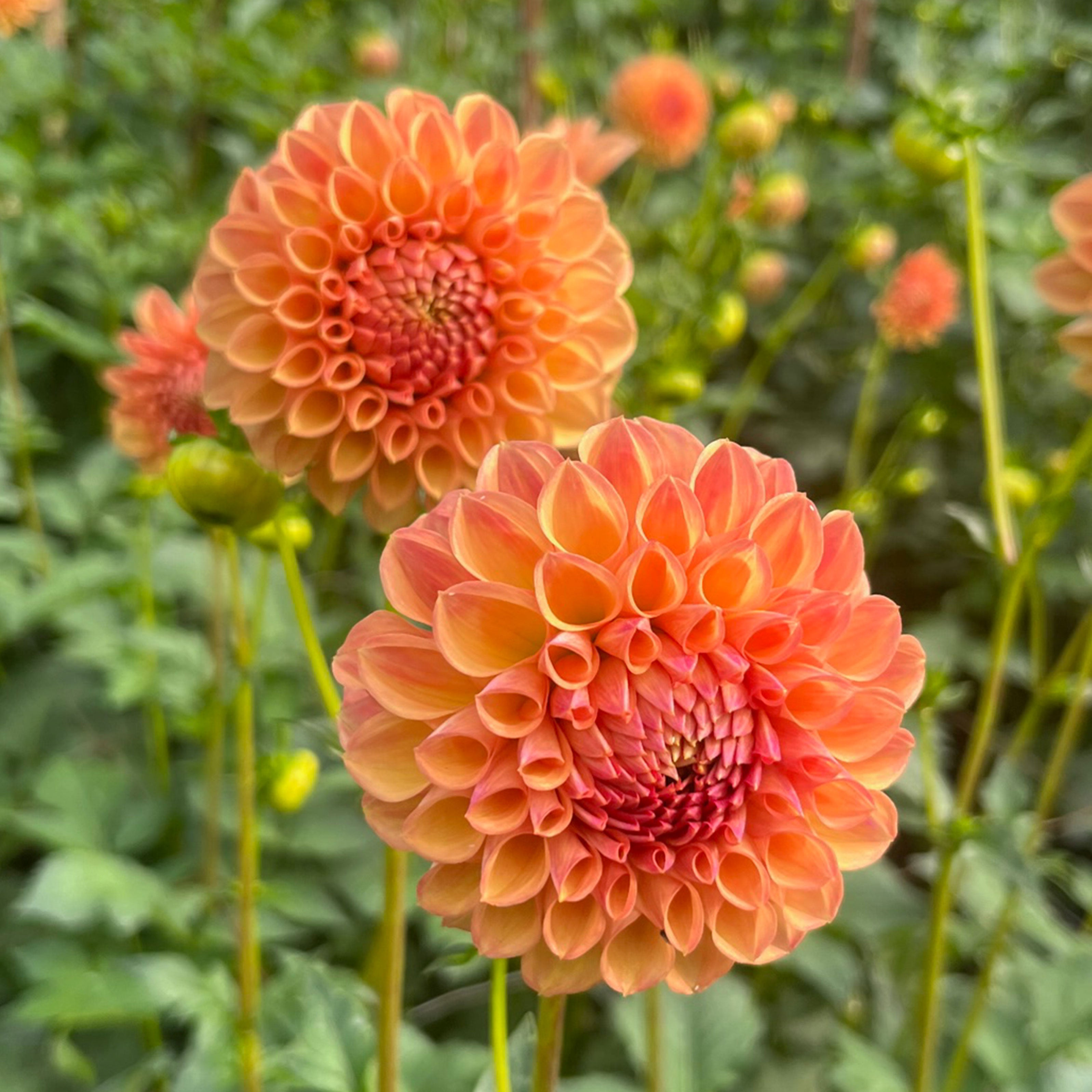 Dahlia Parklea K.B.1 tuber