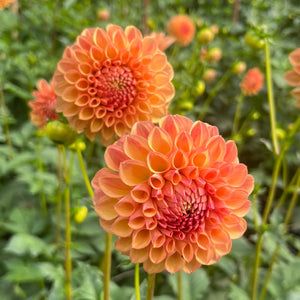 Dahlia Parklea K.B.1 tuber