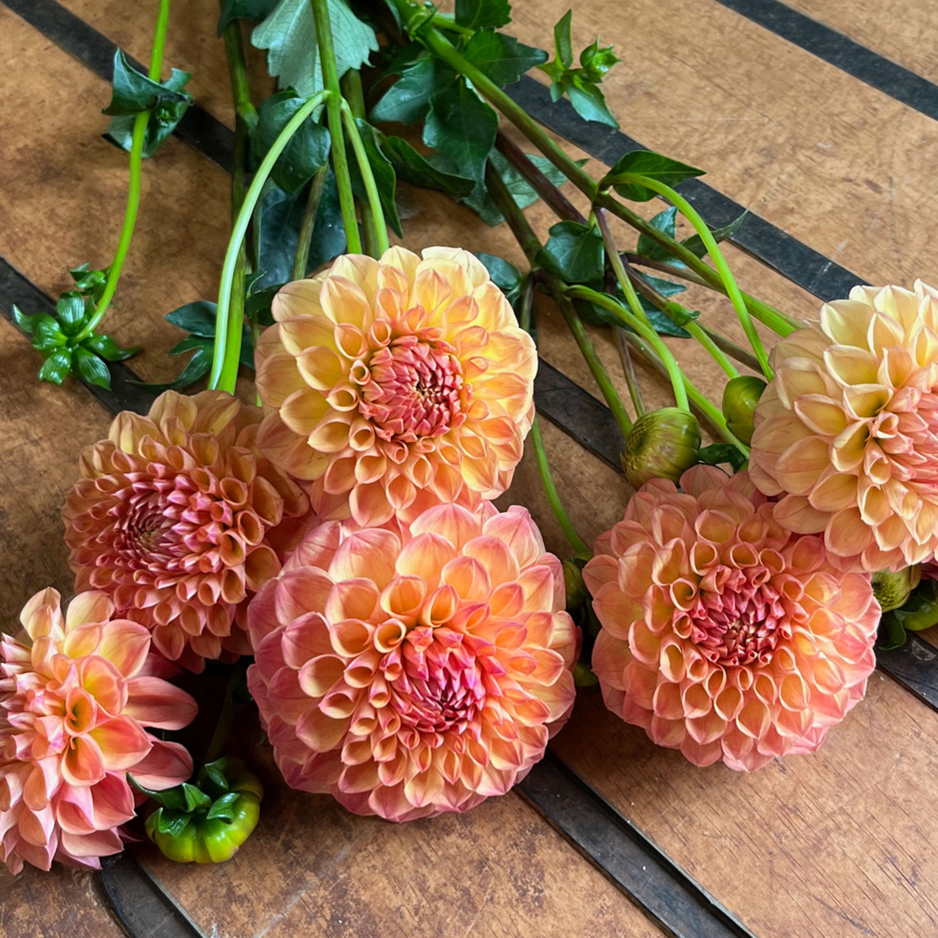 Bundle & Save Pack of 5 Dahlia Parklea K.B.1 tuber