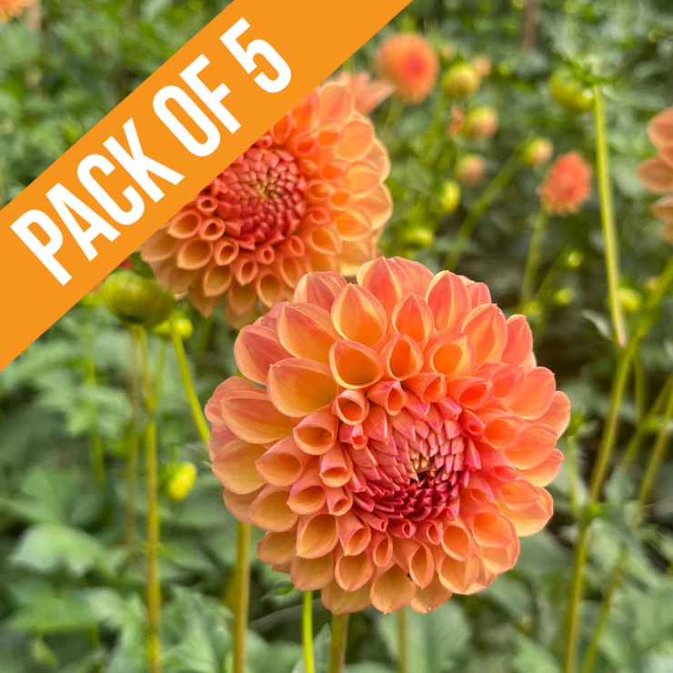 Bundle & Save Pack of 5 Dahlia Parklea K.B.1 tuber