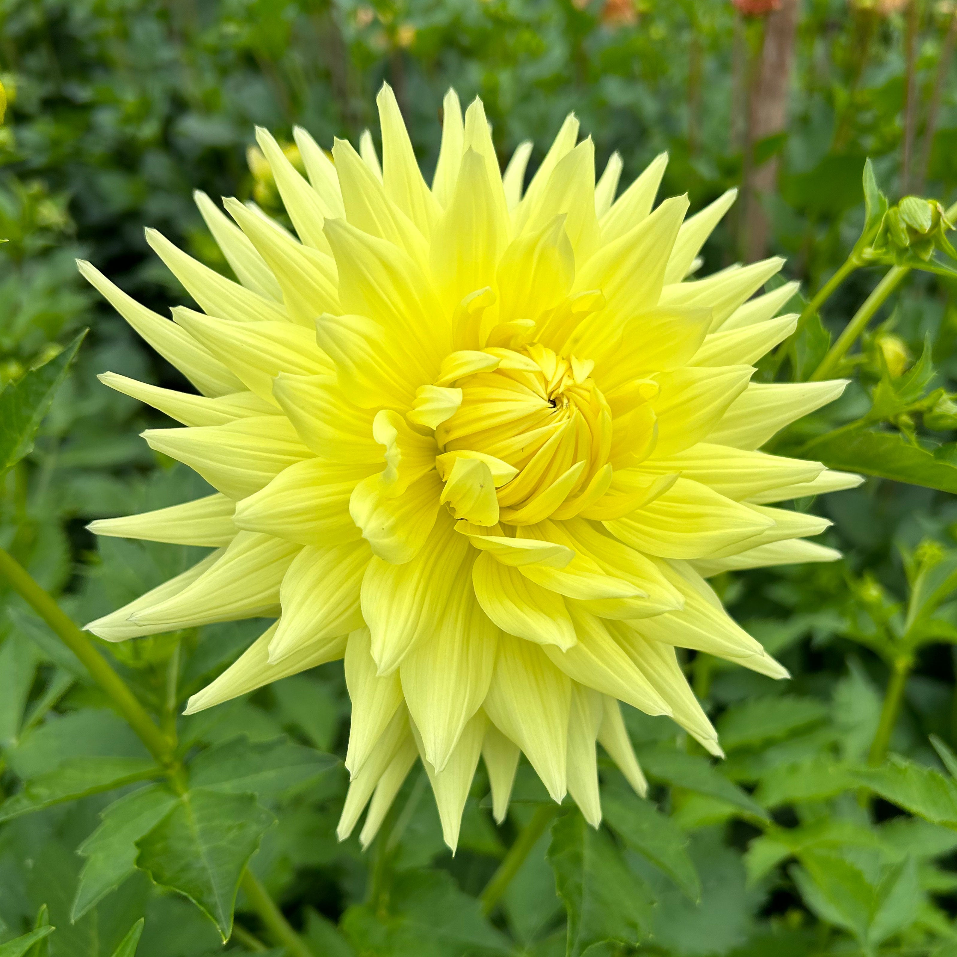 Dahlia Reg Kappler tuber