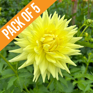 Bundle & Save Pack of 5 Dahlia Reg Kappler tuber