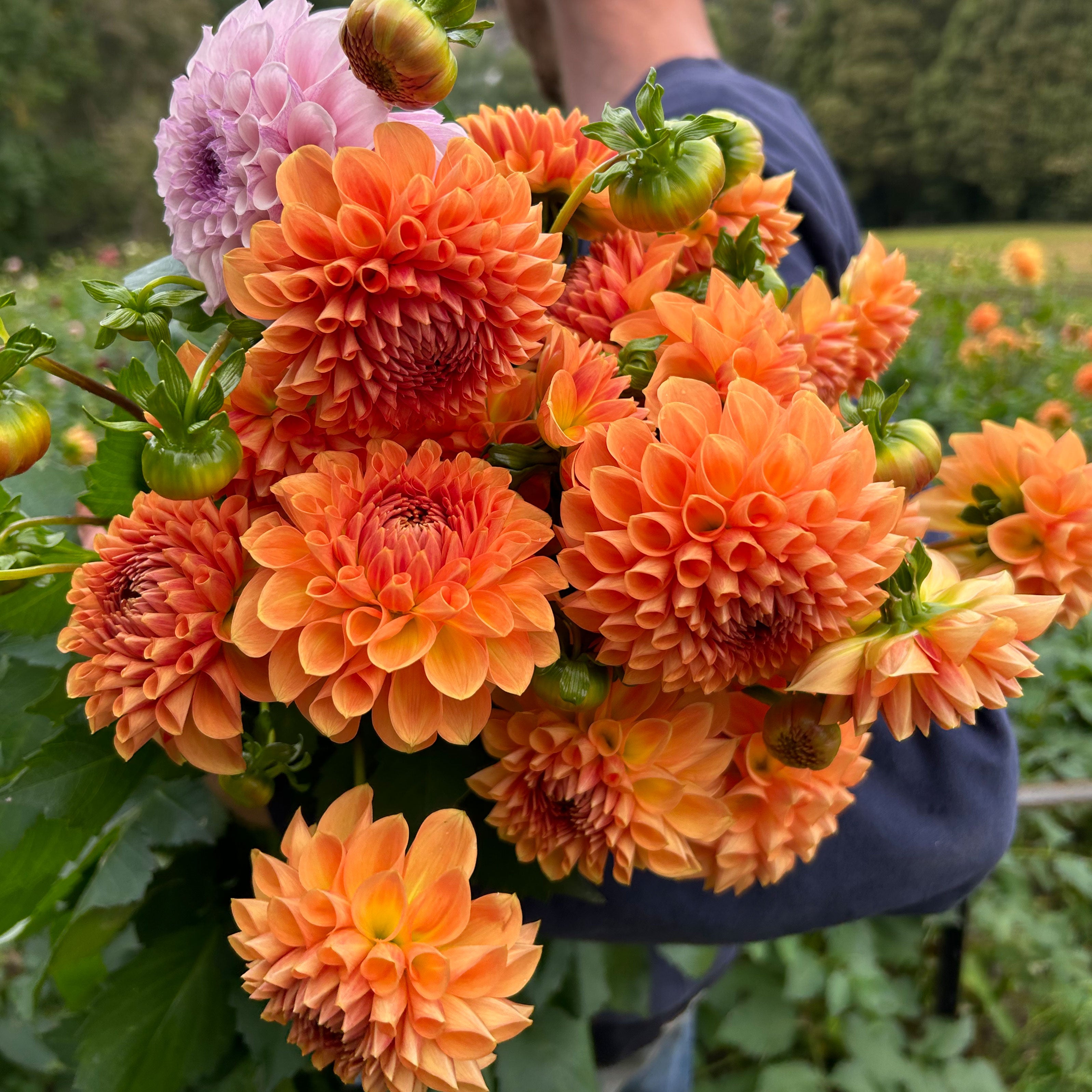 Dahlia Winkie Kestrel tuber