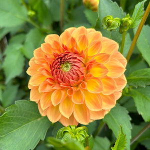 Dahlia Winkie Kestrel tuber