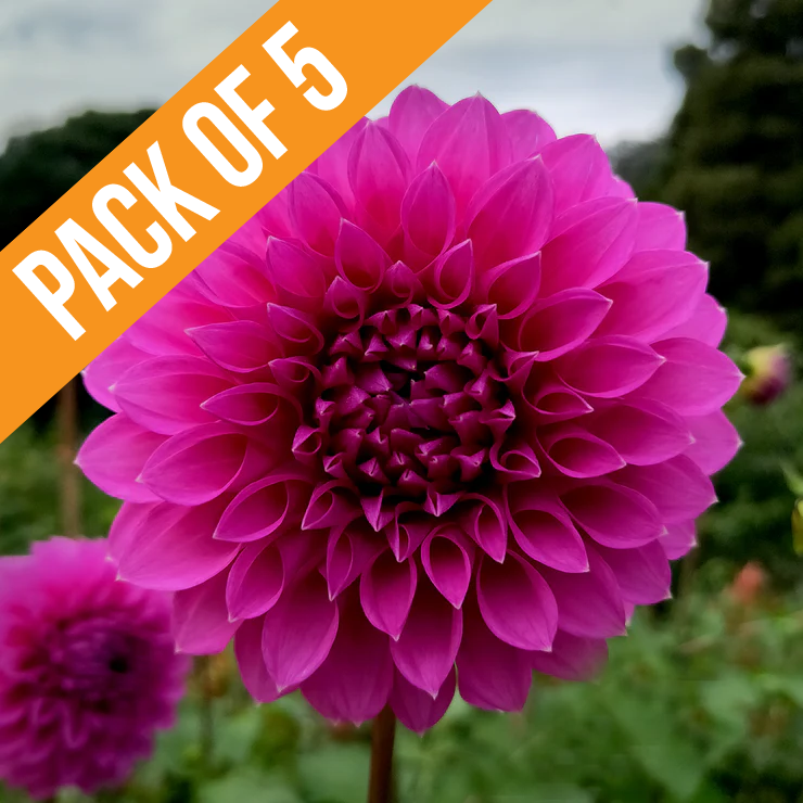 Bundle & Save Dahlia Winkie Cavalier tuber