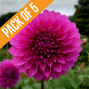 Bundle & Save Dahlia Winkie Cavalier tuber
