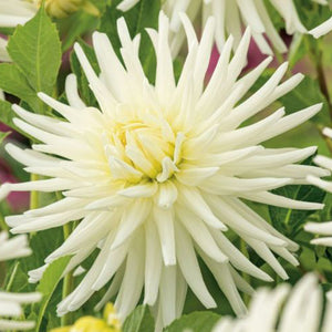 Dahlia Gleam tuber