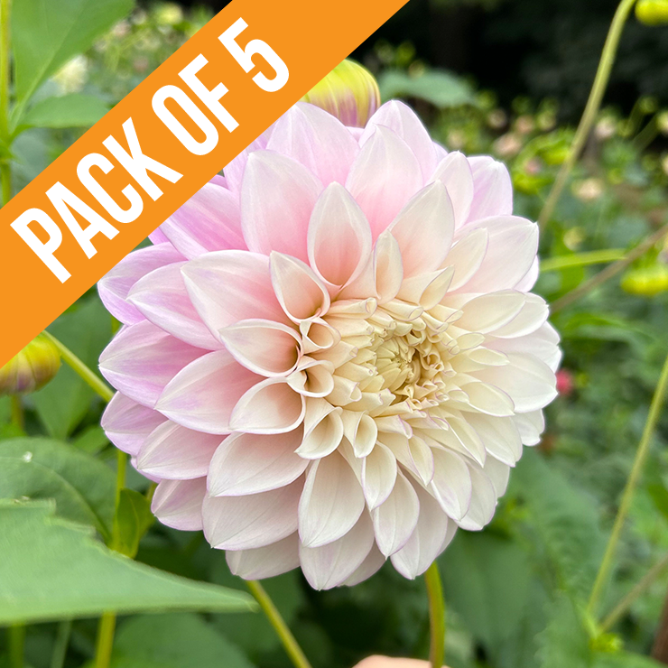 Bundle & Save - Pack of 5 Dahlia Devon Seattle tuber