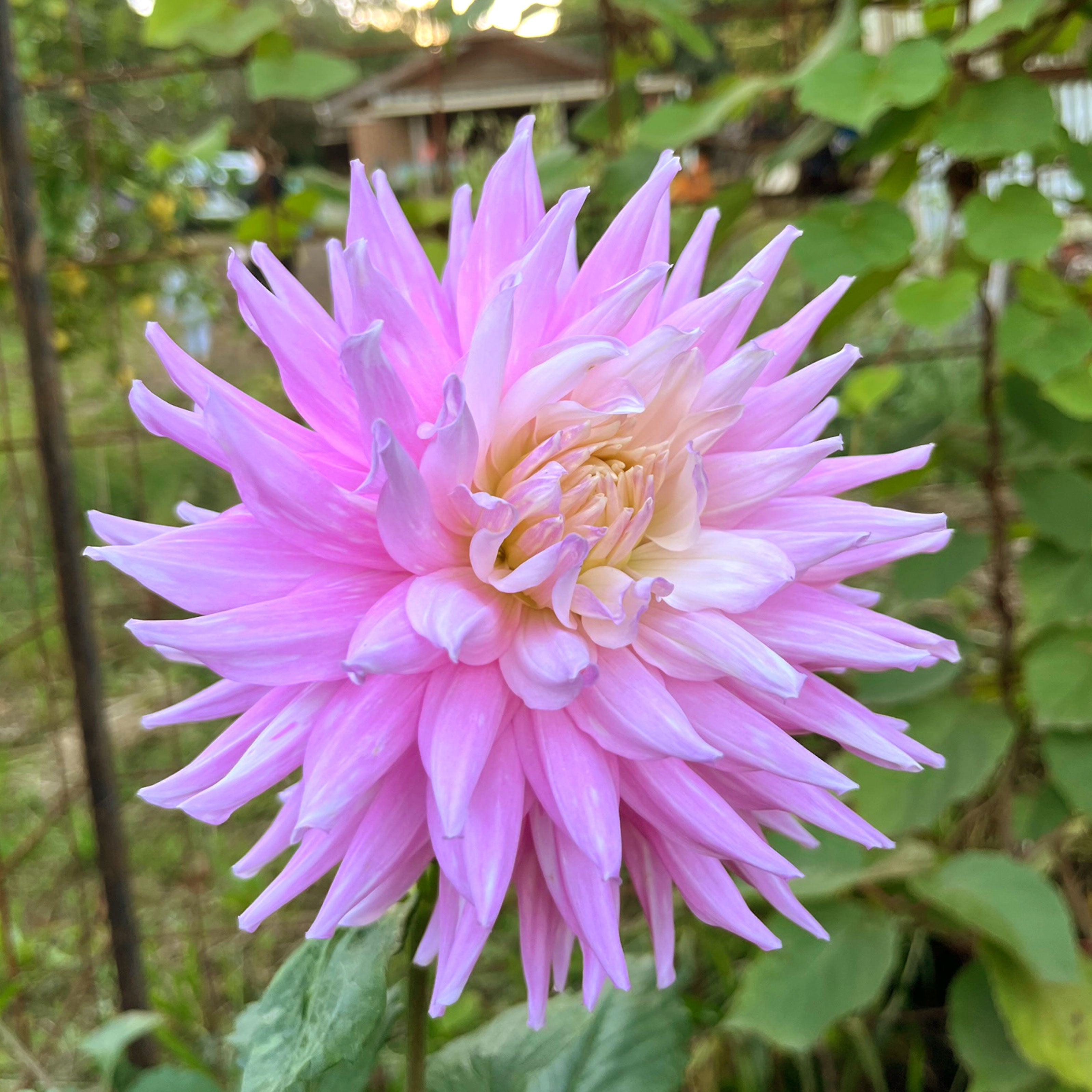 Dahlia Mariner tuber