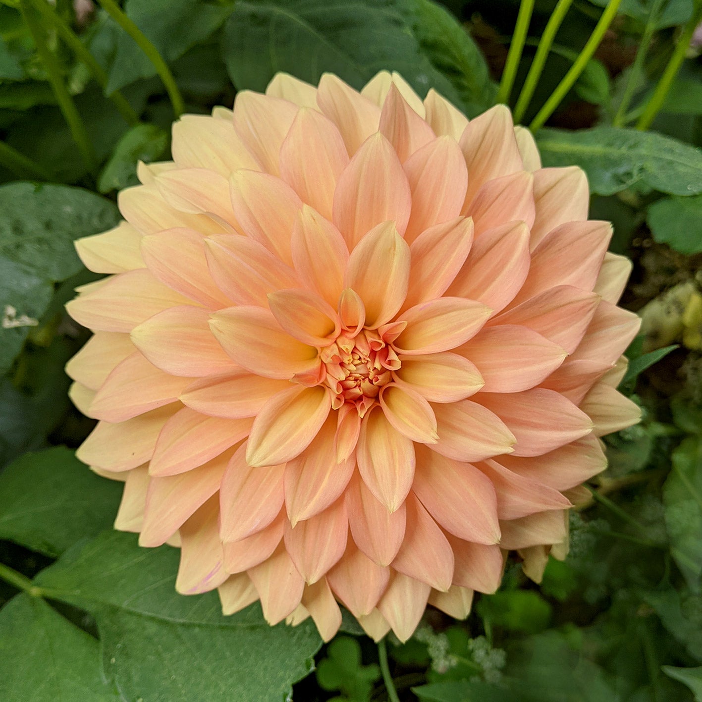 Dahlia Bracken Sarah tuber