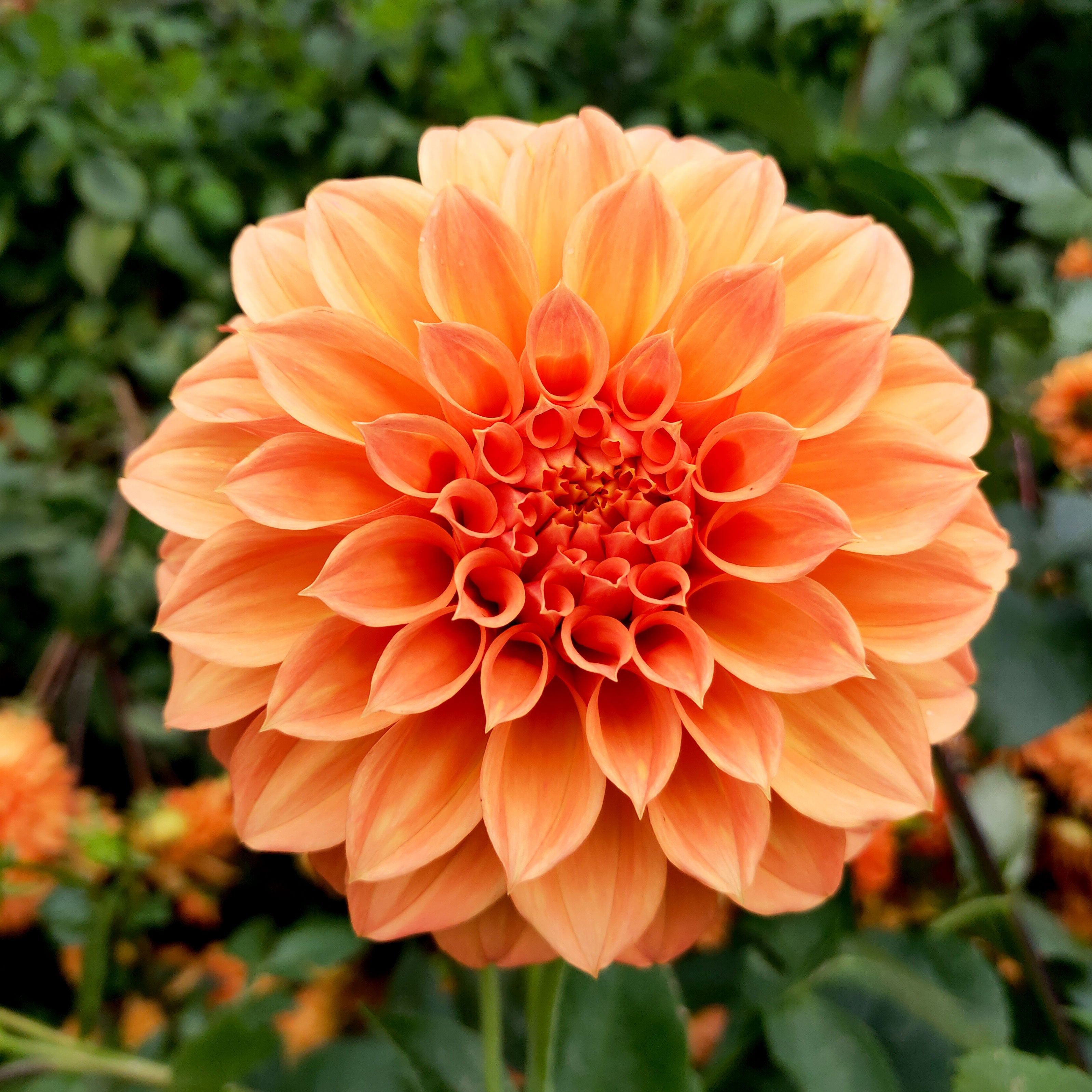 Dahlia Bracken Palomino – Perennis Flowers