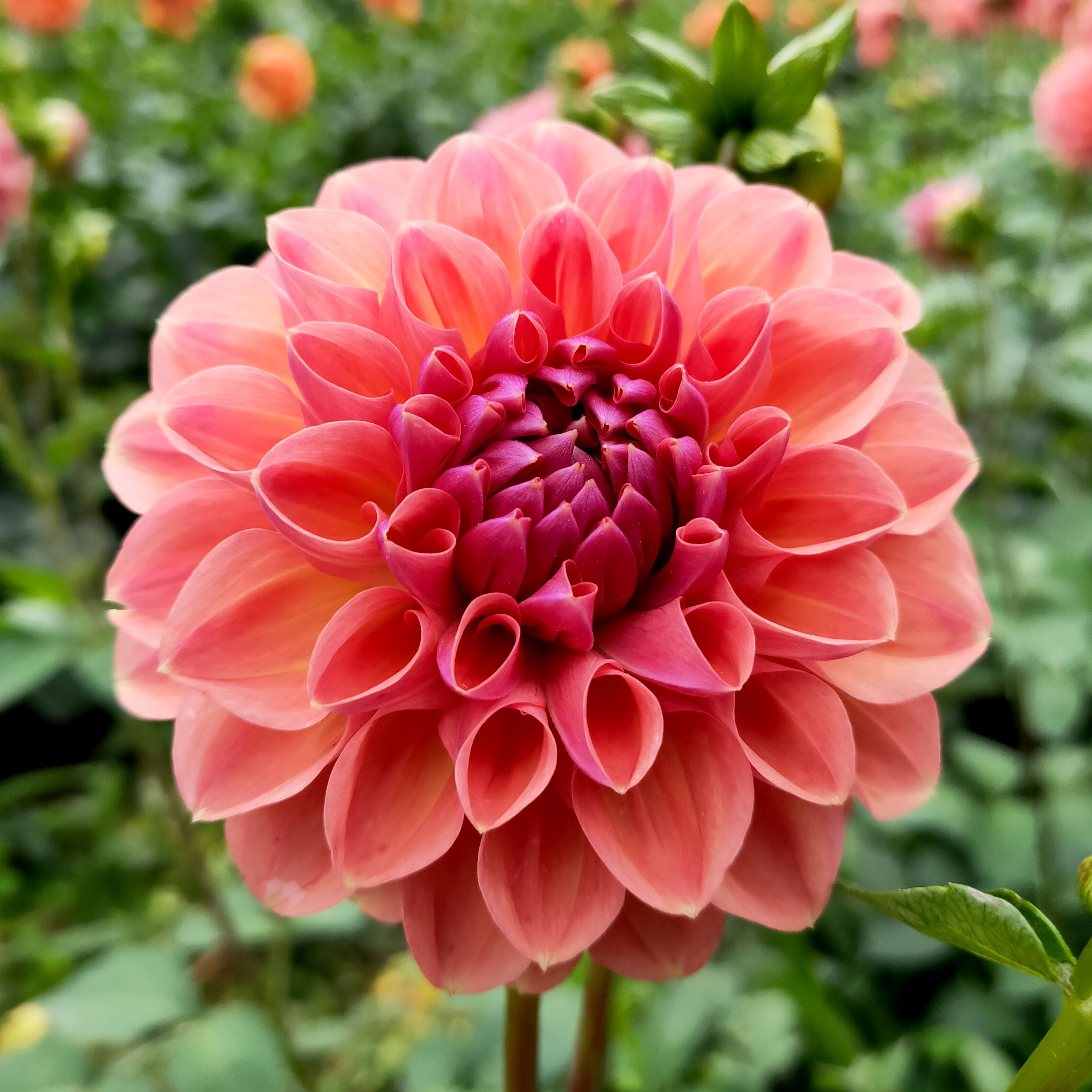 Dahlia Breannon tuber