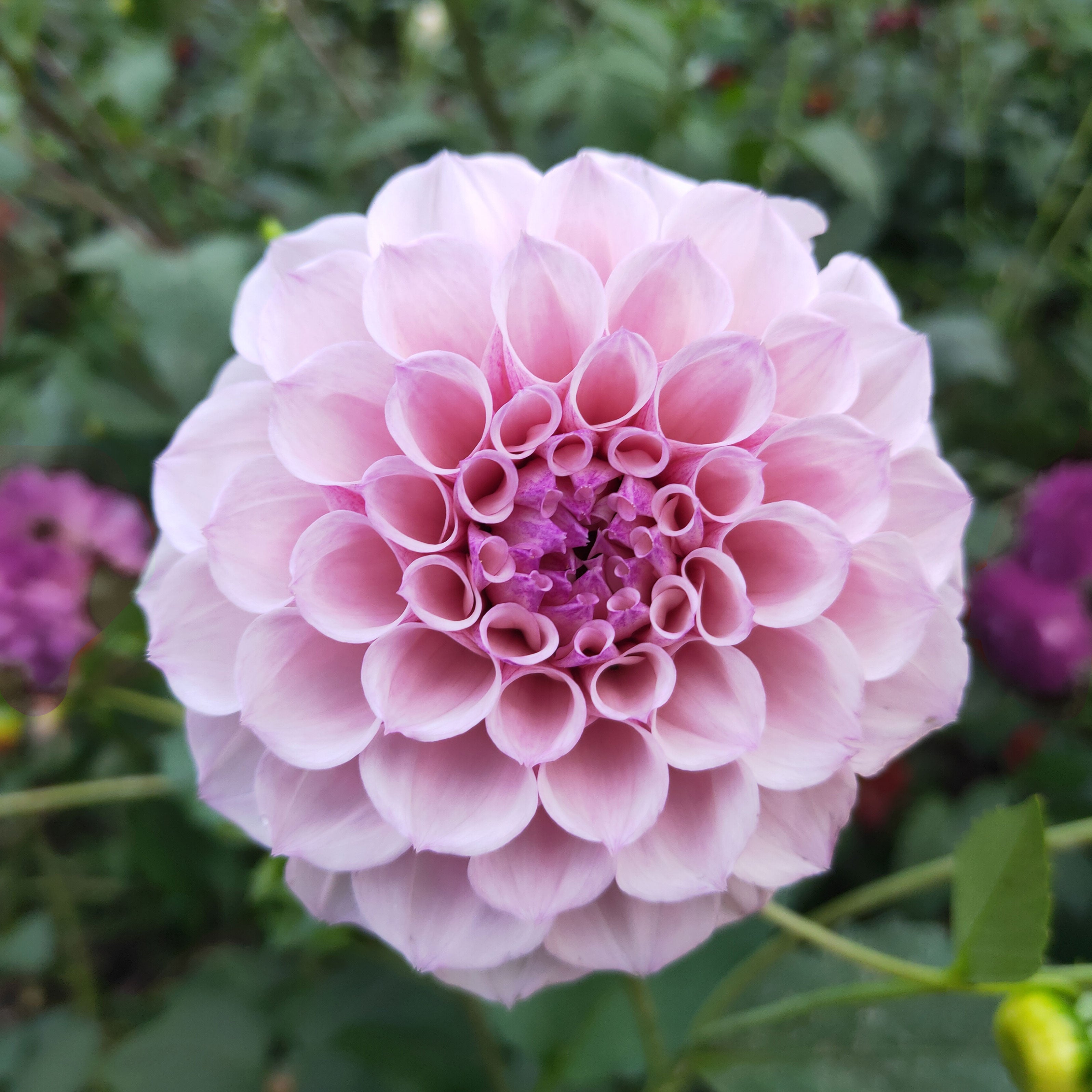 Dahlia Jeff Bloom tuber