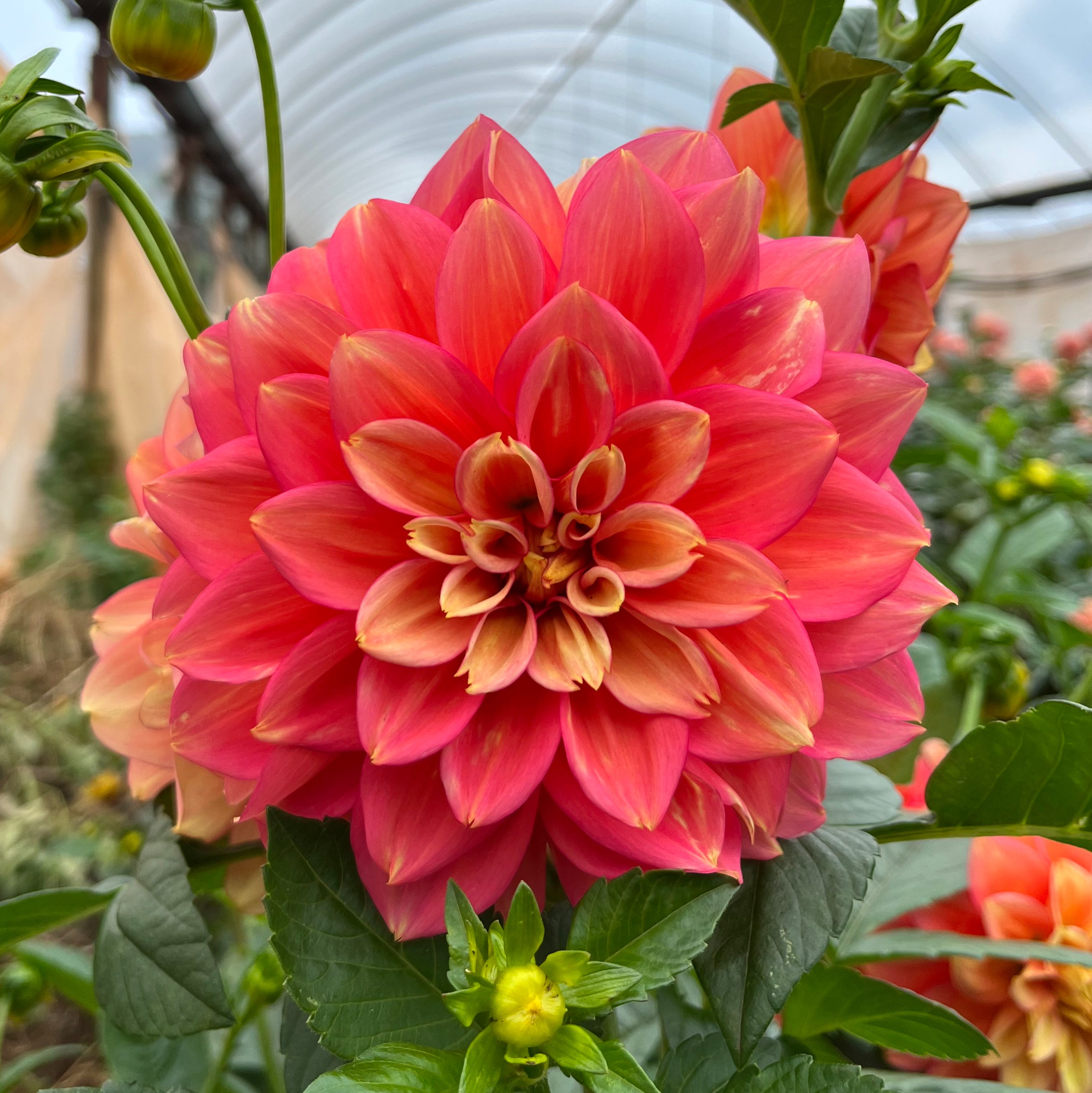 Bundle & Save Pack of 5 Dahlia Kallista's Mystery tuber